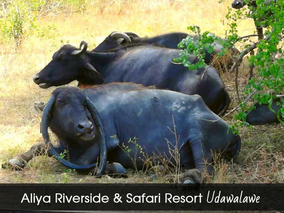 Aliya Riverside&Safari Resort Udawalawe Exterior foto